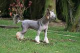 CHIEN NU CHINOIS 268